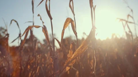 Corn Field During Sunset (Dolly Left) Stock Footage 81529940