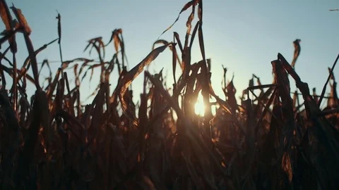 Corn Field During Sunset (Dolly Left) Stock Footage 81529984