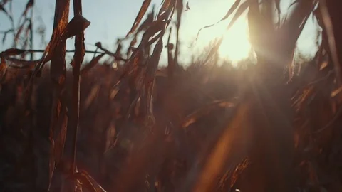 Corn Field During Sunset (Dolly Left) Stock Footage 81530053