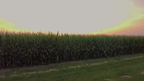 A corn field during sunset Stock Footage 251936558