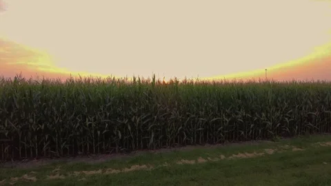 A corn field during sunset Stock Footage 251936570