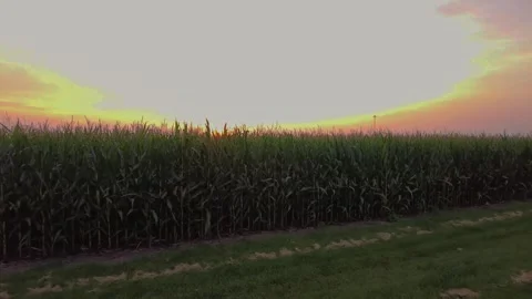 A corn field during sunset Stock Footage 251936580