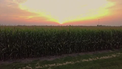 A corn field during sunset Stock Footage 251936603