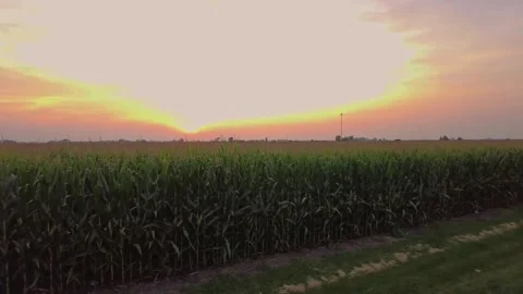 A corn field during sunset Stock Footage 251936608