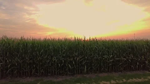 A corn field during sunset Stock Footage 251936626