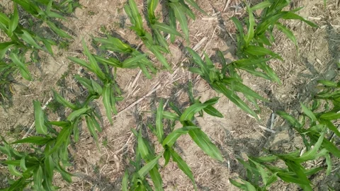 Corn field in early summer Stock Footage 300878053