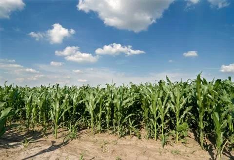 Corn field in early summer Stockfoto's
