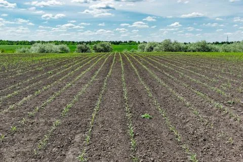 Corn field in early summer Stock Photos