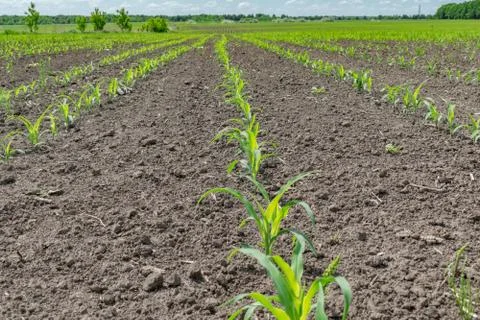 Corn field in early summer Stock Photos