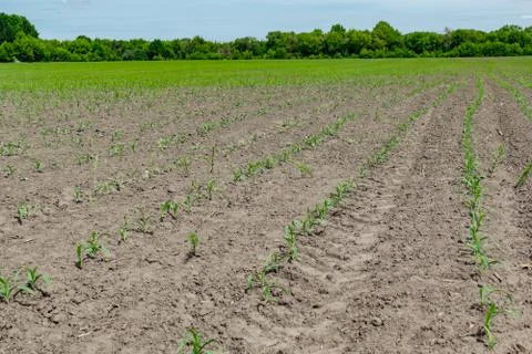 Corn field in early summer Stock Photos