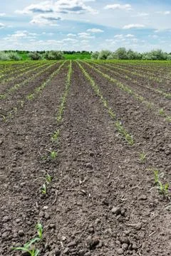 Corn field in early summer Stock Photos