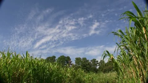 Corn Field East Texas Video stock 10591501