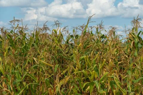 Corn field in an ecologically clean area. Tall green corn stalks close-up.  G Foto stock