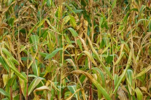 Corn field in an ecologically clean area. Tall green corn stalks close-up.  G Stock Photos