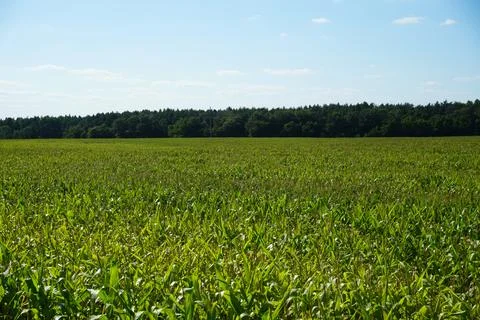 Corn field in an ecologically clean area. Tall green corn stalks close-up.  G Stock Photos