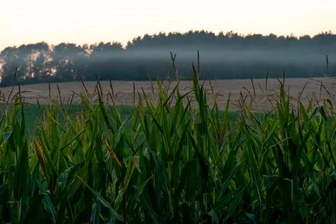 Corn field in an ecologically clean area. Tall green corn stalks close-up.  G Stock Photos