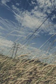 Corn field with an electric pole Foto stock