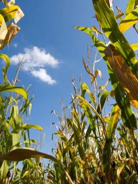 Corn field at the end of summer Foto stock