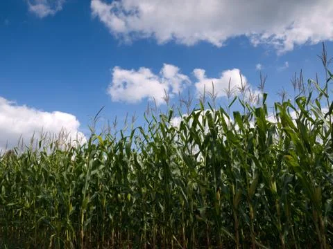 Corn field at the end of summer Foto stock