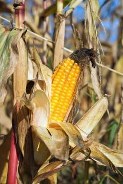 Corn field at the end of summer Stock Photos