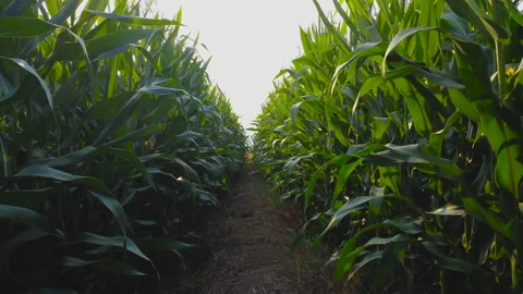 Corn field in the evening and light shines sunset Stock Footage 151588300