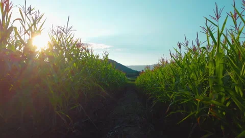 Corn field in the evening and light sunset Stock Footage 163775661