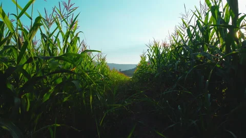 Corn field in the evening and light shines sunset Stock Footage 165157826