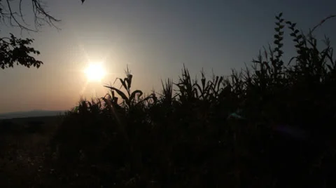 Corn field evening Video stock 27028005