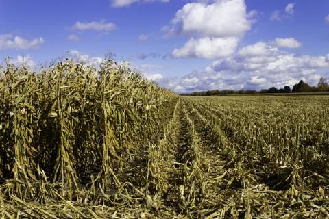 Corn field in the fall during harvest Stock Photos