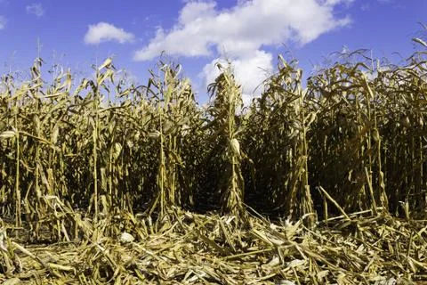 Corn field in the fall during harvest Stock Photos