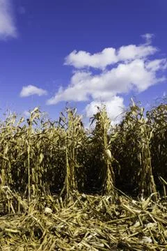 Corn field in the fall during harvest Stock Photos