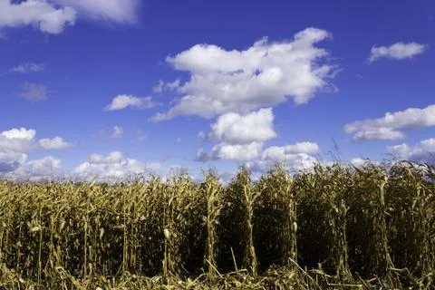 Corn field in the fall during harvest Stock Photos