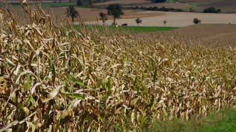 Corn field in fall Stock Footage 58493633