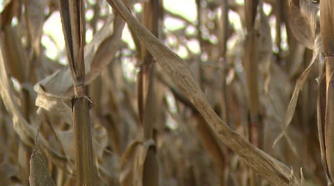 Corn Field Fall Tight Stock Footage 32934136