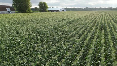 Corn Field Farm 4K Video stock 248874110