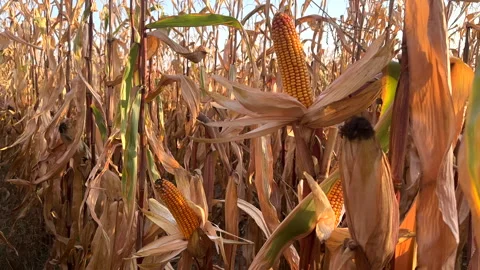 Corn field at farm. Agricultural corn field in harvest. Stock Footage 285853166
