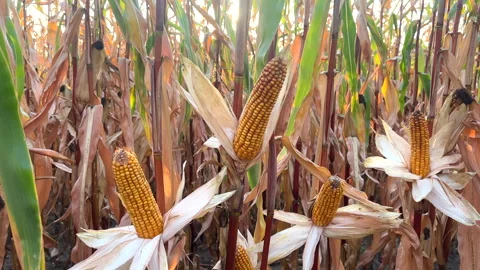 Corn field at farm. Agricultural corn field in harvest. Video stock 285853528