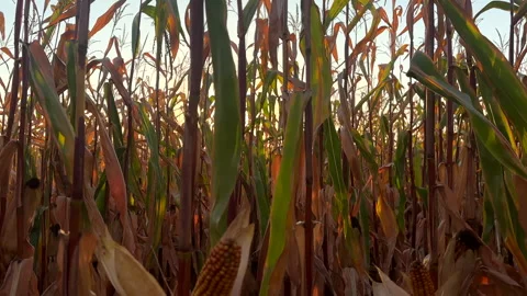 Corn field at farm. Agricultural corn field in harvest. Video stock 285853704