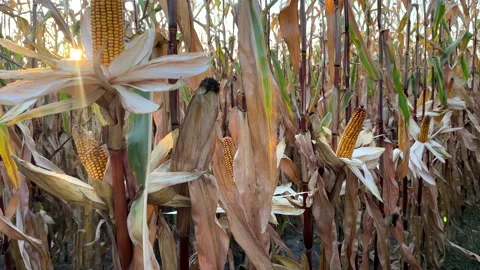 Corn field at farm. Agricultural corn field in harvest. Video stock 285854597