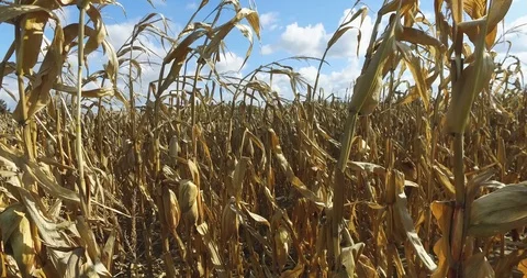Corn field with farm in background Stock Footage 119237312