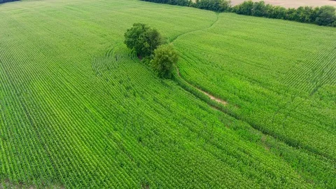 Corn field on farm drone Stock Footage 93821809