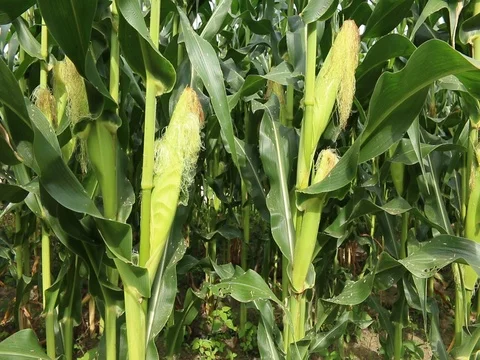 Corn field farm Stock Footage 73720717
