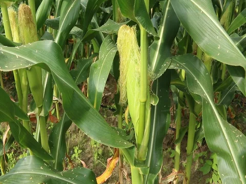 Corn field farm Stock Footage 73720771