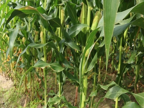 Corn field farm Stock Footage 73720784