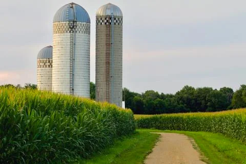 Corn Field Farm Silo Stock Photos