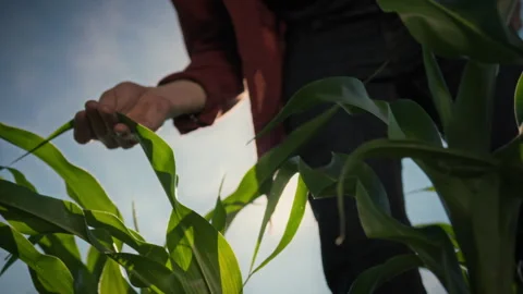 In a corn field a farmer carefully inspects the green leaves and stalks of t Stock Footage 337937033