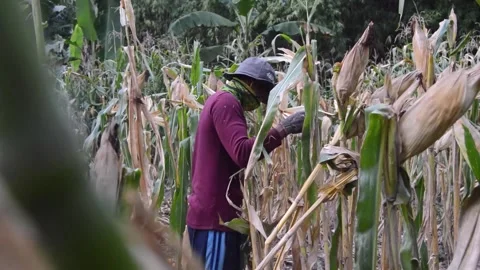 A corn field with a farmer doing gardening 库存影片 282770811