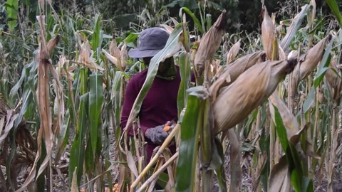 A corn field with a farmer doing gardening 库存影片 282770839