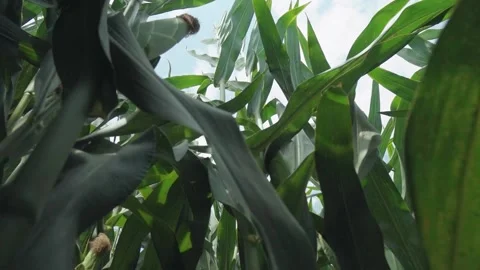 Corn field. Farmer harvesting corn at field of organic eco farm. Male farmer ins 库存影片 130962969