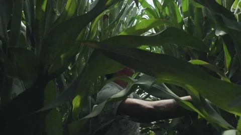 Corn field. Farmer harvesting corn at field of organic eco farm. Male farmer ins Stock Footage 130962991